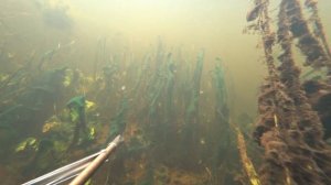 Река Западная Двина подводная охота