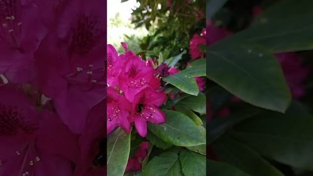 Шмели на рододендроне. Гаага.(4) смотреть онлайн