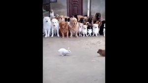 Funniest Animals ? New Funny Cats and Dogs Videos ??