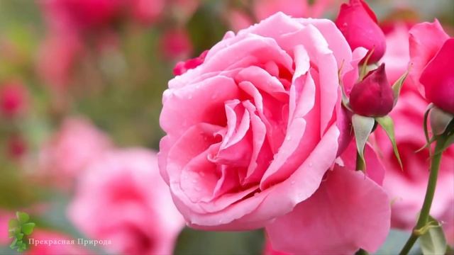 Музыка для релаксации ♫ Очень красивая музыка, трогающая душу и сердце! ♫ Музыка Сергея Грищука смотреть онлайн