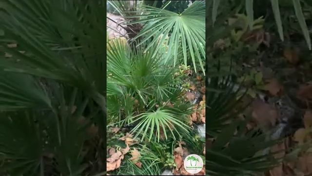Пересадка хамеропса из грунта в горшек