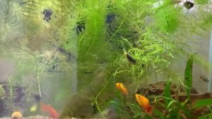 ПЛЮСЫ И МИНУСЫ ГРУНТОВ: ISTA PREMIUM SOIL, DENNERLE KRISTALL-QUARZ, РЕЧНАЯ ГАЛЬКА, UDECO l ЧТО ЛУЧШ