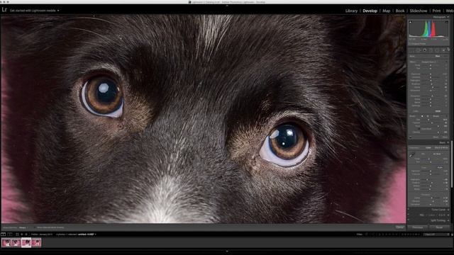 HOW TO MAKE EYES POP in 2 minutes in Adobe Lightroom - Dog Photo Editing 101 смотреть онлайн