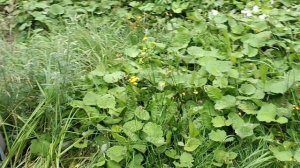 Бюджетная очистка воды от железа перекисью 37%