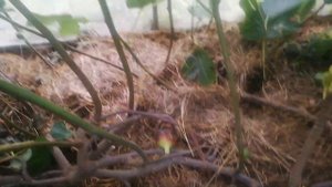 инжир Чёрная миссия(Black Mission), бреба 2023