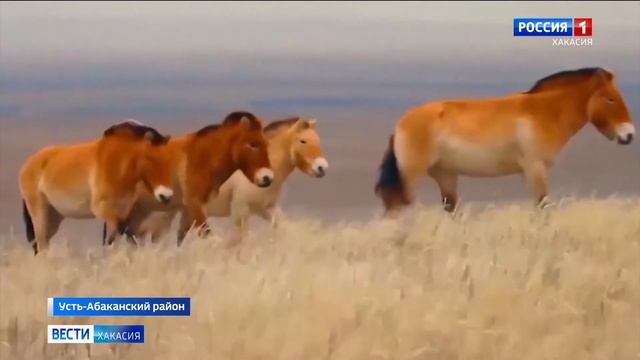В Хакасии строят Центр реинтродукции лошади Пржевальского смотреть онлайн