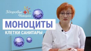 Почему моноциты повышены у взрослых и детей?