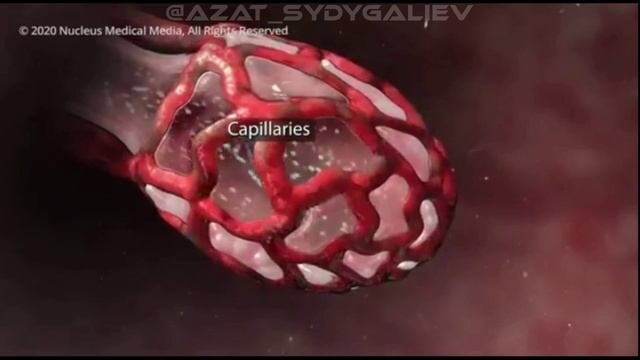 Как действует коронавирус? Актуальная информация про коронавирус.