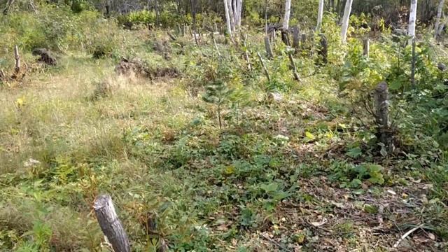 Расчистка участка перед планировкой. 3я серия. Реальная история ДВ Гектар. Стволы для беседки. смотреть онлайн