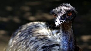 Эму интересные факты