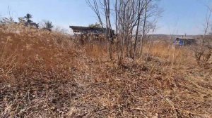 Дача 2021. Расчищаем заброшенный участок.