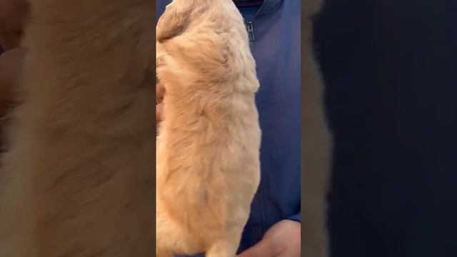 retriever dog male and female for sale good quality full heavy dogs contact no 8289047770 смотреть онлайн