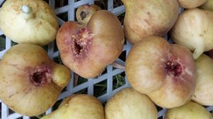 Укрытие инжира, укрыть, укрывать инжир. Саженцы, черенки инжира.