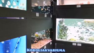 Магазин "Короли Аквариума"