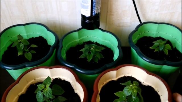 ПОЧЕМУ ЖЕЛТЕЮТ ЛИСТЬЯ У РАССАДЫ? КАК ИСПРАВИТЬ? смотреть онлайн