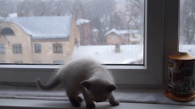 КОТЯТА СНЕГ МУЗЫКА смотреть онлайн