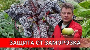 КАК СПАСТИ УРОЖАЙ ОТ ОСЕННИХ ЗАМОРОЗКОВ