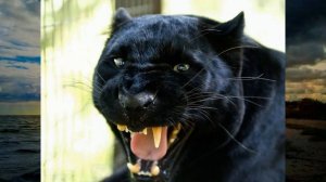 Пантера - черное чудо природы!