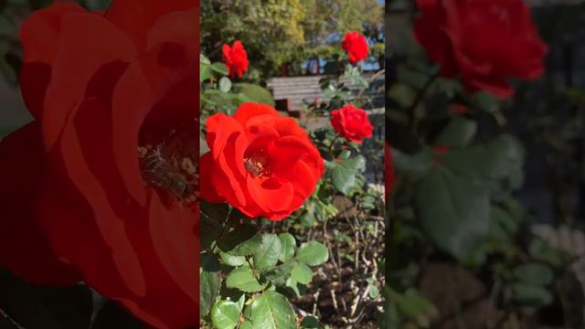 Beautiful rose#short #shortvideo