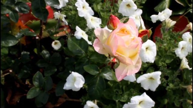 Глория Дэй, Роза Мира - хит 20 века от Мейян!(Meilland, 1945) Бадан - природный антисептик для роз. смотреть онлайн