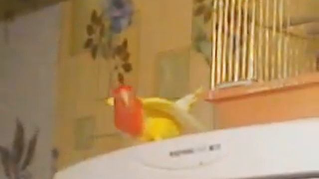 Ты супер. Попугай смотреть онлайн