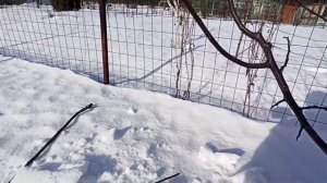 Обрезаю сливу. Современная форма кроны "веретено".