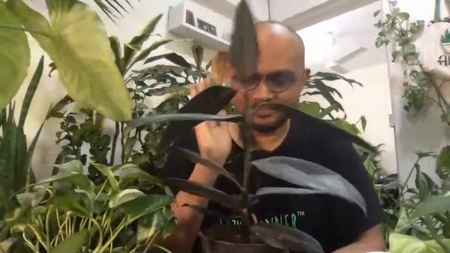 How to Care for Your House Plants for Beginners смотреть онлайн