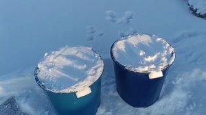 Укрываю виноград Тюмень