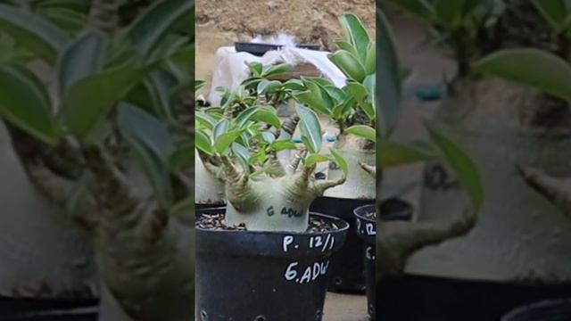 Root Fertilization. Adenium Arabicum. Desert Rose Bonsai.