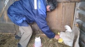 Гусят мама гусыня приняла! И про других гусей и курочек