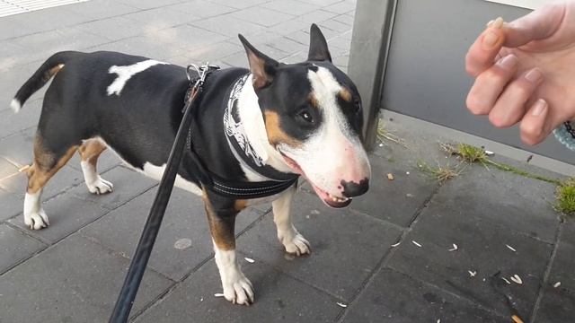 Bullterrier bekommt Sonnenblumenkerne смотреть онлайн