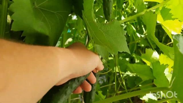 СУПЕР УРОЖАЙНЫЙ СОРТ ОГУРЦОВ "НАСТОЯЩИЙ ПОЛКОВНИК" СОБИРАЕМ УРОЖАЙ??? ПОКАЗЫВАЮ ? ТЫКВЫ И КАБАЧКИ смотреть онлайн