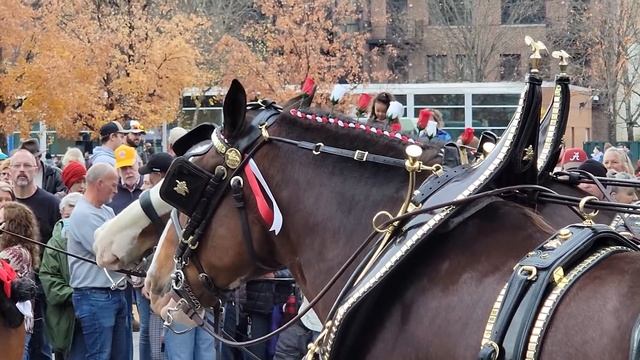 Budweiser Clydesdales World's Fair Park 40th Anniversary Knoxville Tn Yankee in the South 2021 смотреть онлайн