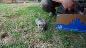 ГДЕ МУРЕНКА_ КАК ПРЕЖДЕ УЖЕ НЕ БУДЕТ _ ДВЕ НОВОСТИ _ ХОРОШАЯ И ПЛОХАЯ