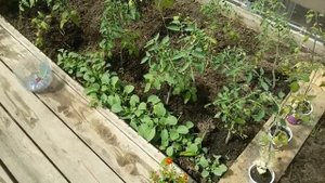 ЗАМЁРЗЛА РАССАДА ТОМАТОВ И ПЕРЦЕВ! ЗАМОРОЗКИ -7°.