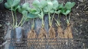 Ремонтантная клубника — выращивание и уход