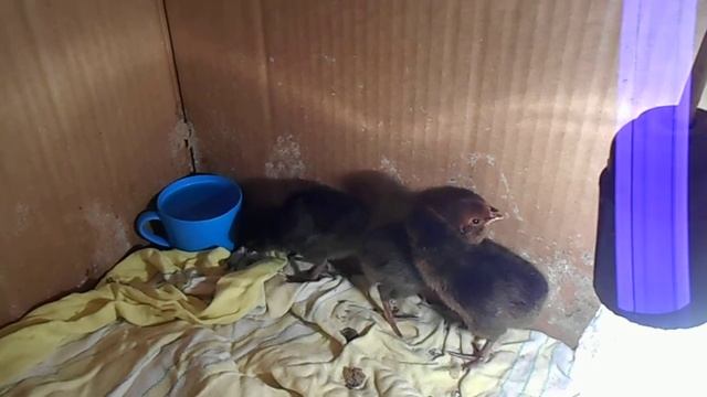 Цыплята Что получилось от скрещивания разных пород? папа карликовый, мама смесь павловской и падуан смотреть онлайн