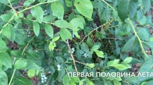 ?? Blueberry. Чего не хватает голубике?