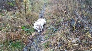 Осень в лесу.