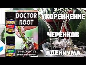 Doctor Root. Укоренение черенков адениума. Часть 1