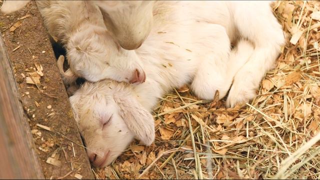 Милые детеныши животных — очаровательные дикие милые животные под расслабляющую музыку смотреть онлайн