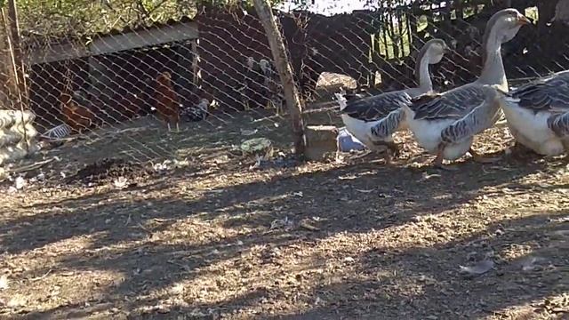 молодые серые холмогоры, возраст 5мес. продаются. смотреть онлайн