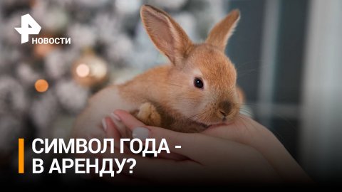 Новогодний спрос на кроликов: хорошо ли это и как ухаживать за ними / РЕН Новости