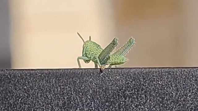 Детёныш кузнечика смотреть онлайн