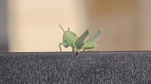 Детёныш кузнечика