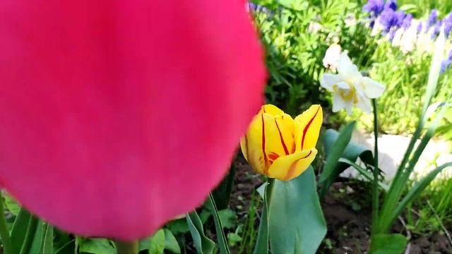 Первые весенние цветы у меня на даче! смотреть онлайн