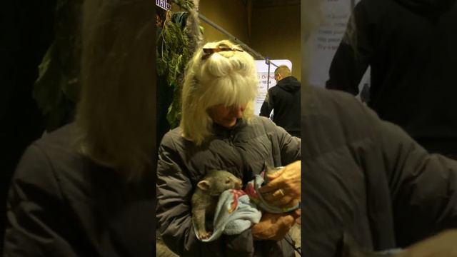 Endangered Animals Australia gets a visit:  Baby Wombats from Flinders Island.