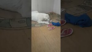 Рождение белого медвежонка