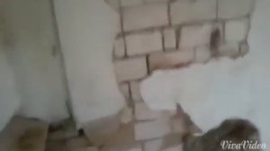 Агасиевские голуби