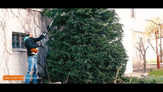 ЕЛЬ ОБЫКНОВЕННАЯ | @user-qs3ui4et9d | ЖЕСТКО ОБРЕЗАЮ ЕЛЬ | PICEA ABIES | СТРИЖКА ТУИ | МИНСК | BELA смотреть онлайн